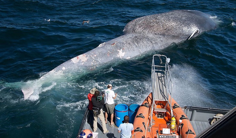 dead whale with ship nearby and people on board