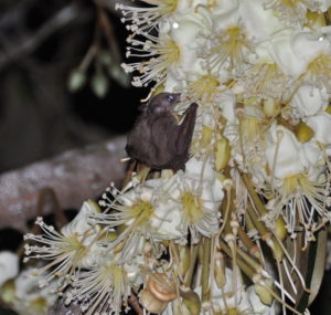 A bat eating pollen on a Durian flower