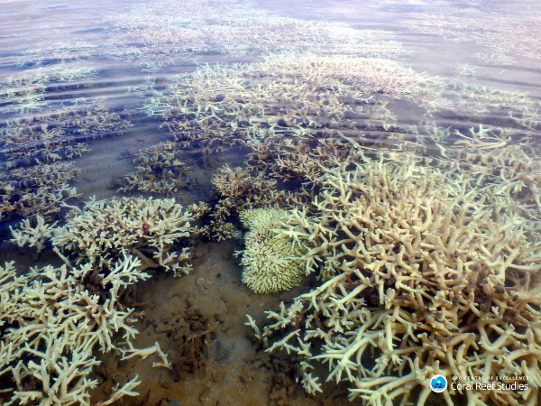 bleached coral in shallow waters