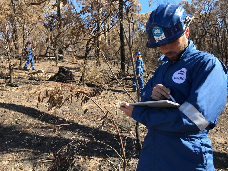 three people in blue jumpsuits and hard hats in bush after fire