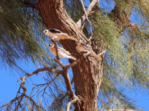 three birds in a tree