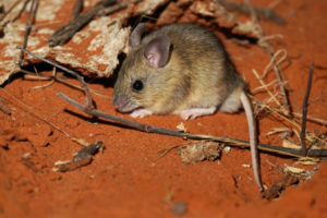 mouse on red sand