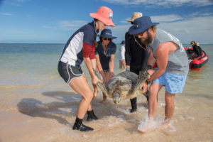 people carrying a giant turtle from shallow water