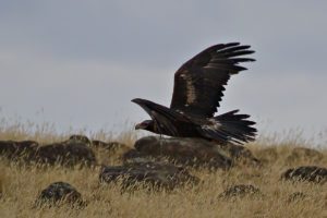 eagle landing