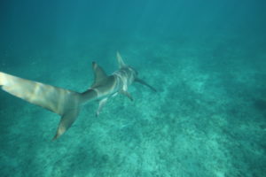 reef shark underwater