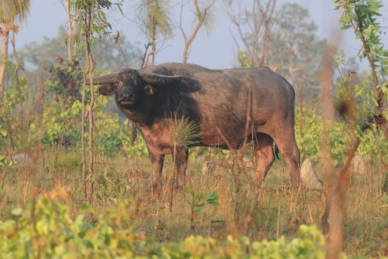 A buffalo in the bush