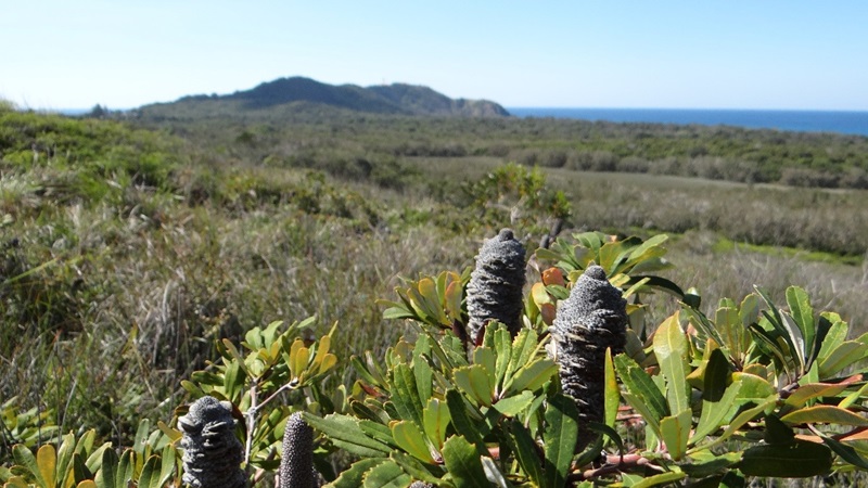 Banksia and bushland