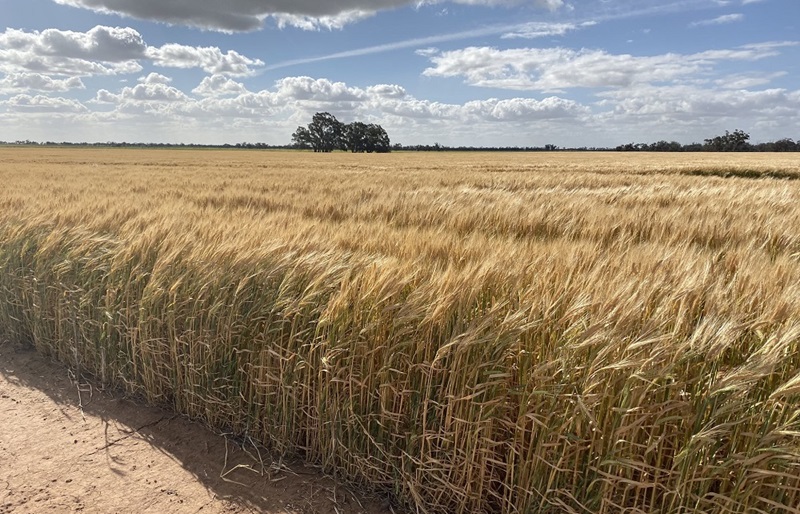 Field of barley. Image: Julia Hausler