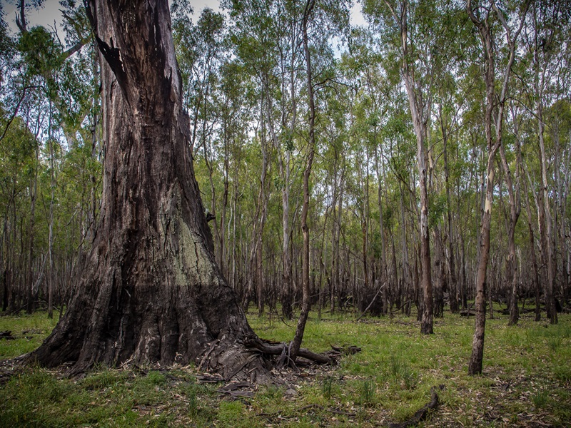 Stand of trees with a water mark part way up the trunks