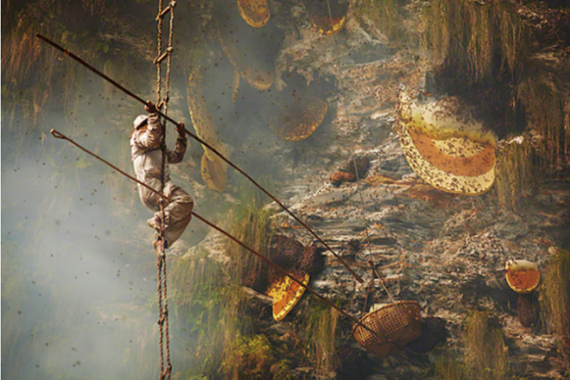 a man on a rope ladder at a cliff face using long bamboo sticks to kmock honey combs into a basket