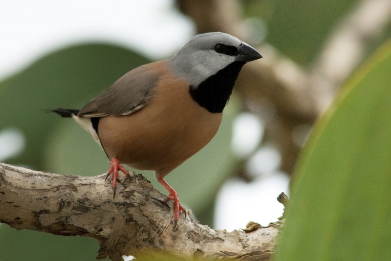 A bird with brown body, grey head and black throat