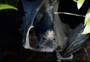 Black Flying Fox