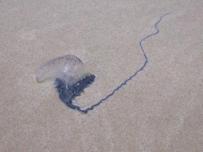 A blue bottle on sand
