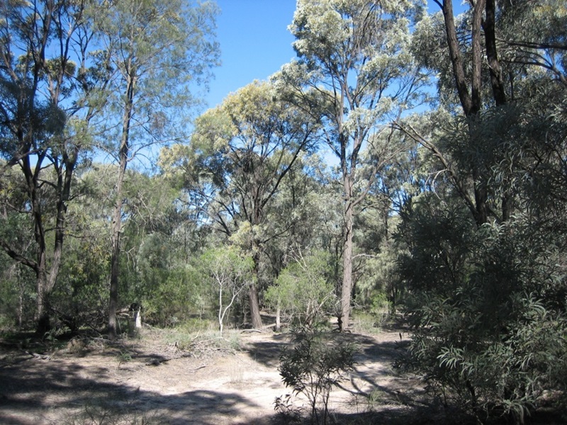 Stand of fully grown trees