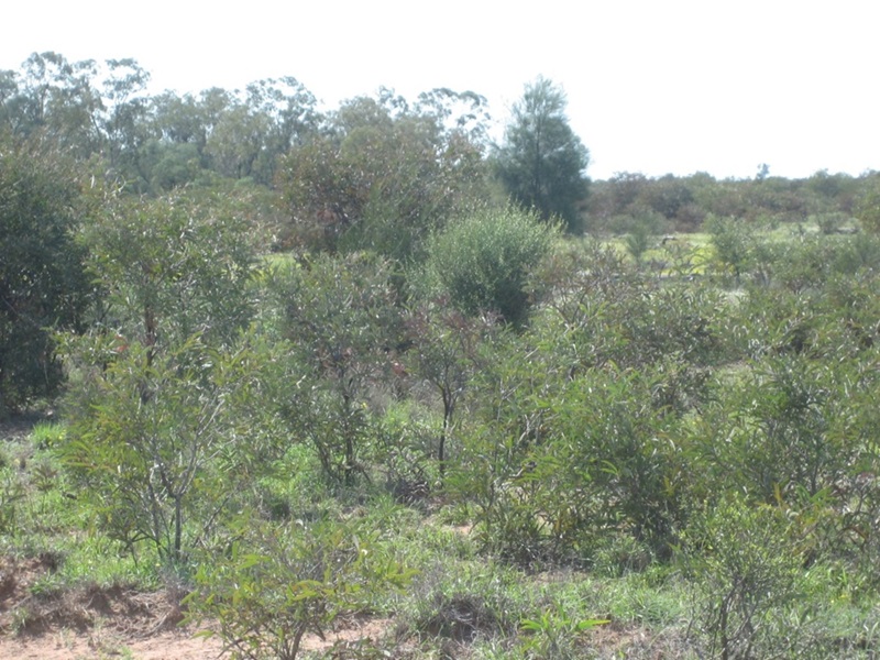 Young trees in paddock
