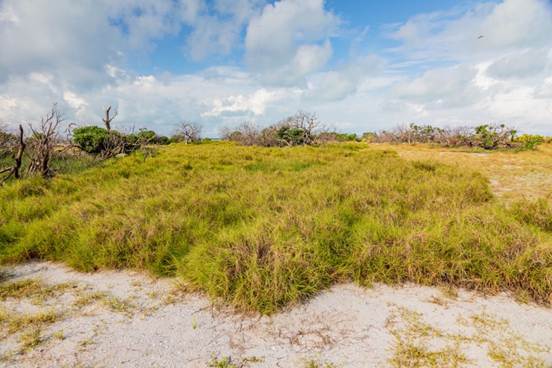 A landscape picture of buffel grass