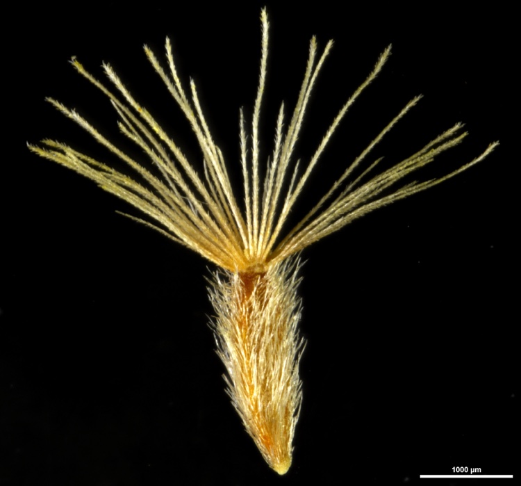 enlarged photo of a corn-coloured seed with hairy stem and spikey head