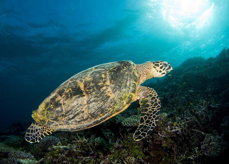 A Hawksbill sea turtle swimming over a reef.