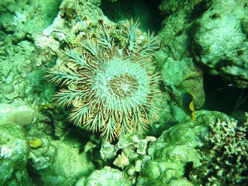 A spiky starfish on an area of coral