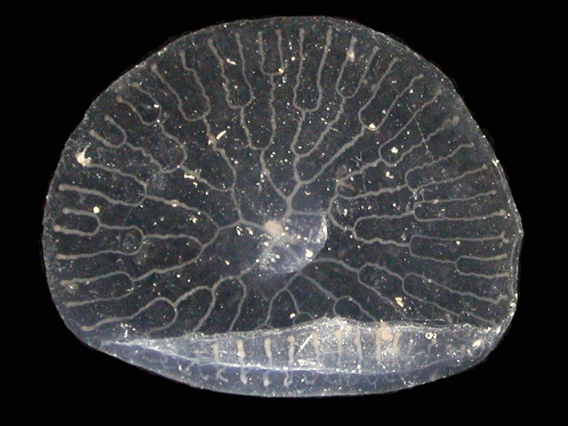 jellyfish against black background