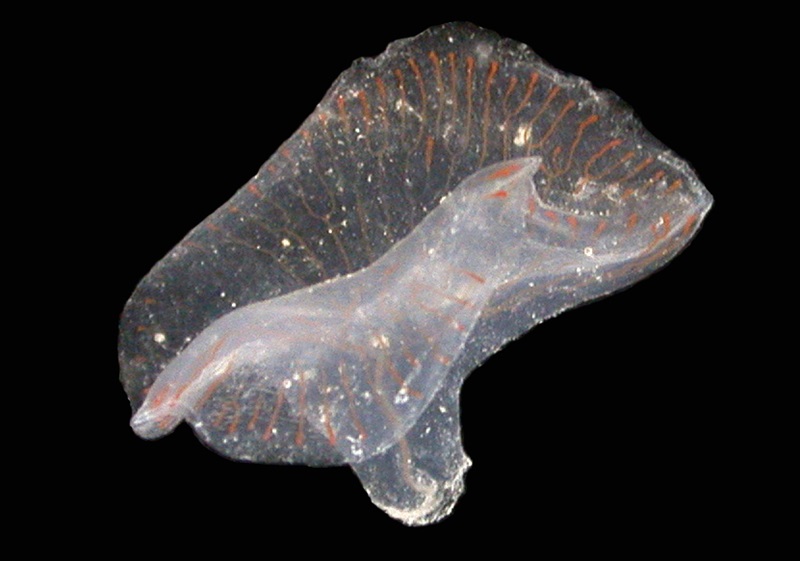 jellyfish against black background