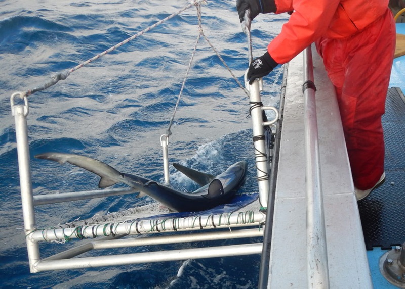 shark overboard