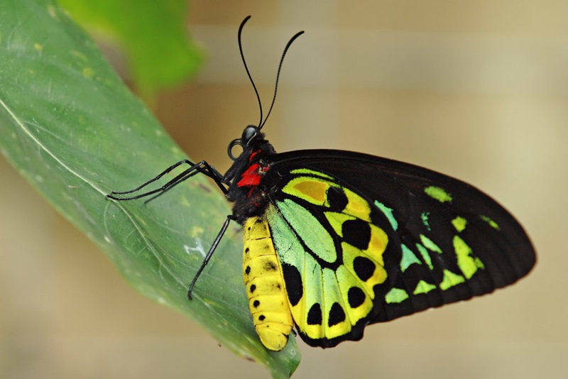 A butterfly on a leaf