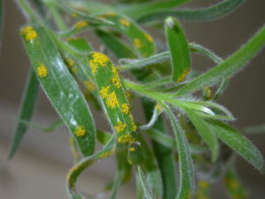 Myrtle rust on a leaf of Callistemon