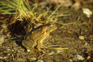 Cane toad