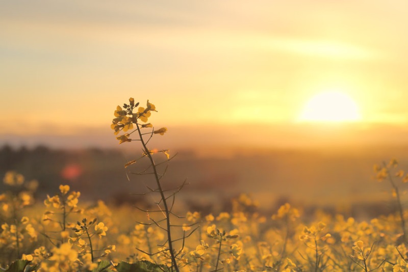 Sunrise over a field of canola