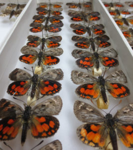 A tray displaying moths with orange spots on their wings