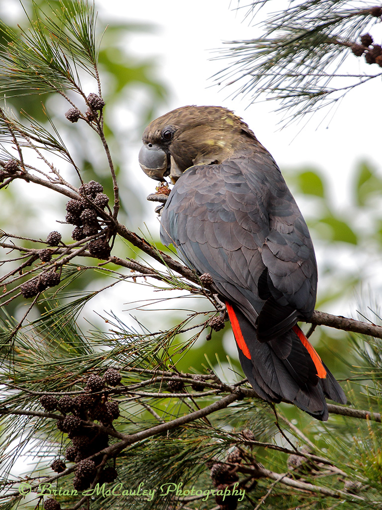 Close up photo of a Glossy Black-Cockatoo on a thin branch eating casuarina seeds.