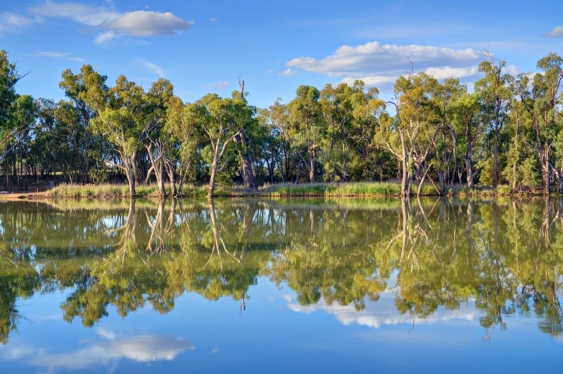 A stand of trees reflected in the water