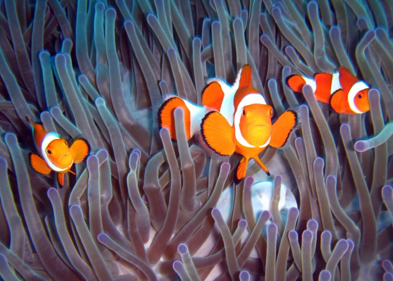 Three small fish orange coloured with white stripes