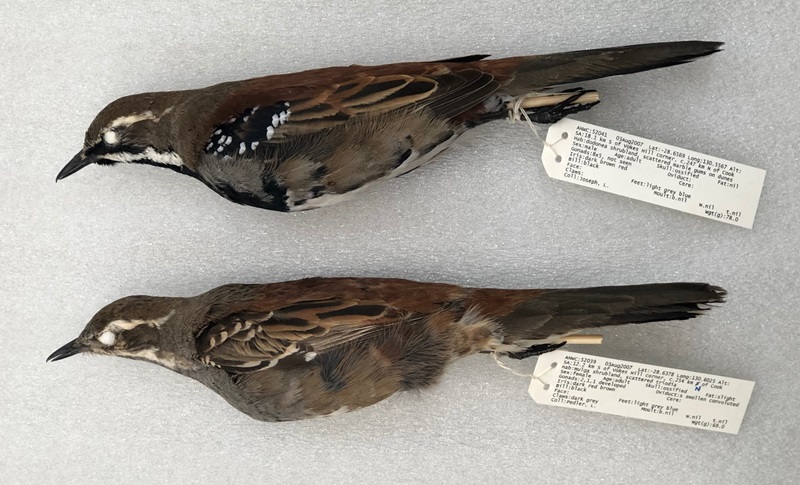 Two Copperback Quailthrush specimens and their collection labels.