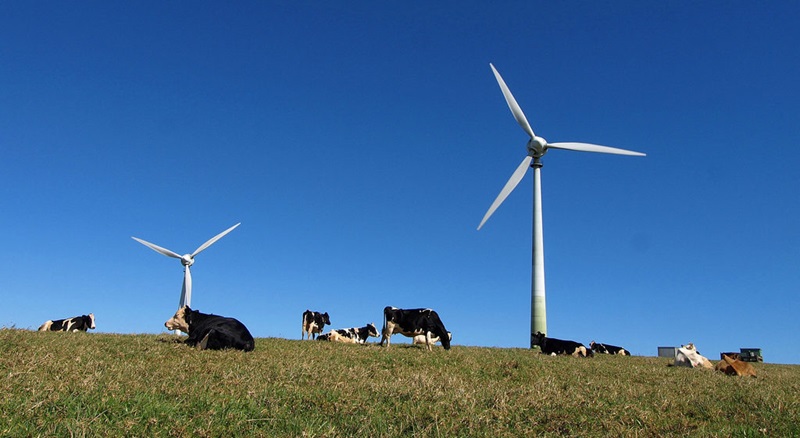 Cows laying down in front of wind turbines