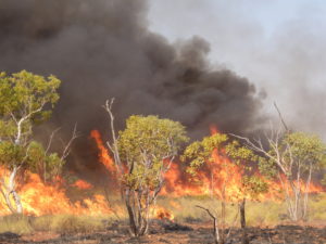 fire through low scrub