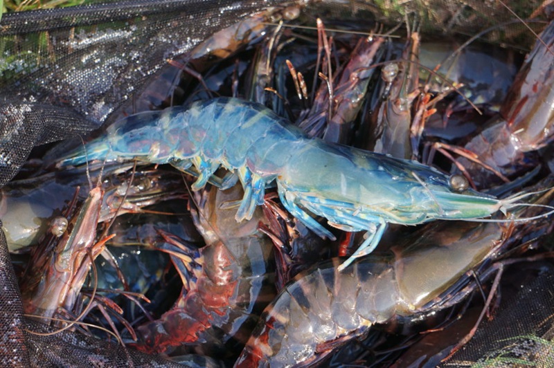A prawn