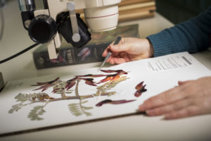 open book with preserved plant