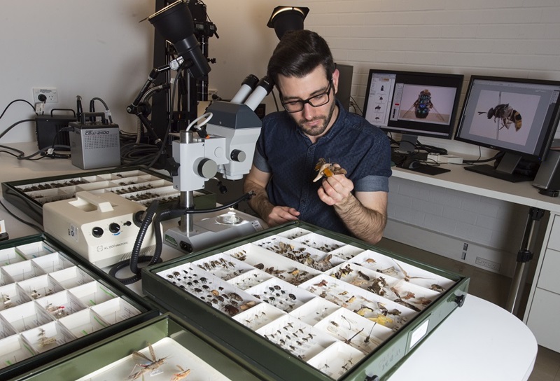 man inspecting fly collection