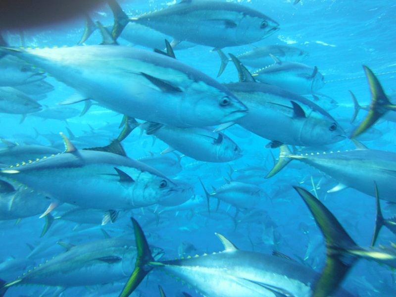 school of fish