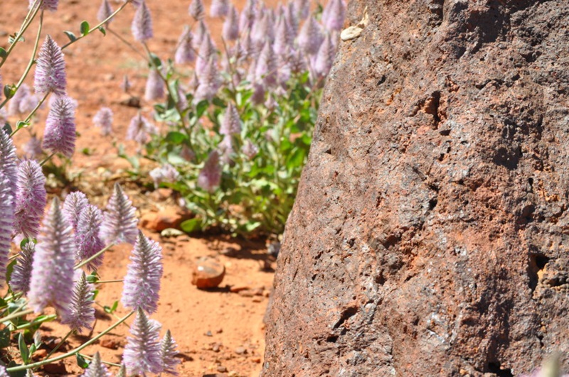 Purple mulla mulla flowers