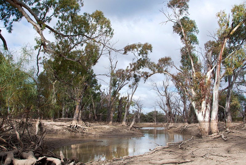 red gums with regrowth in creek bed