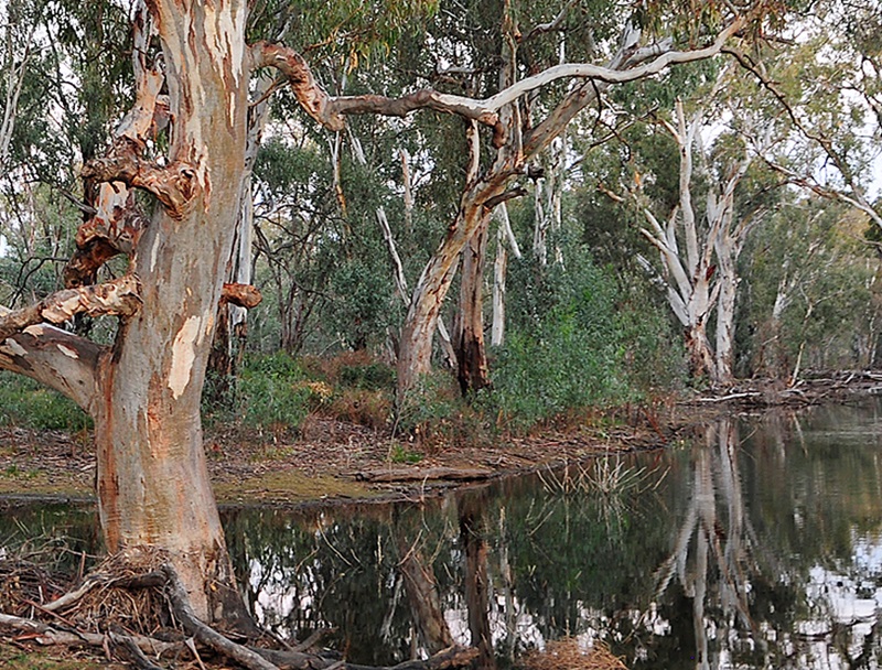 red gums in creek bed