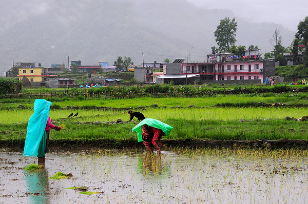 women working in rice paddies