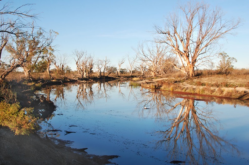 dying trees along a creek with low water due to drought
