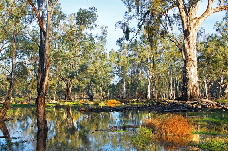 trees in flood