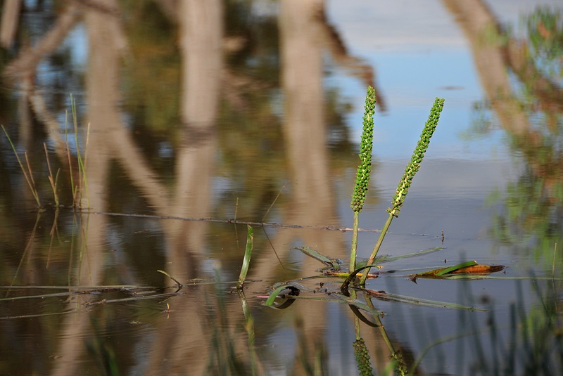 reeds appearing above reflective water