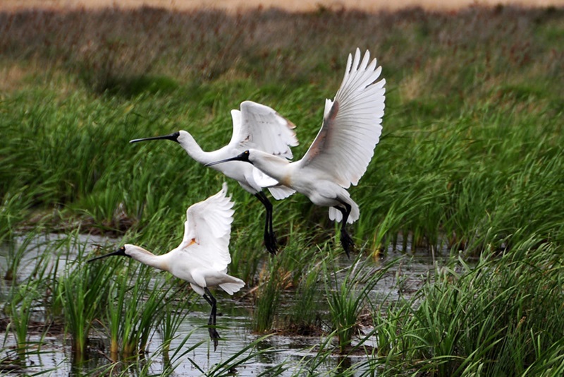 Three white birds taking flight from a wetland.