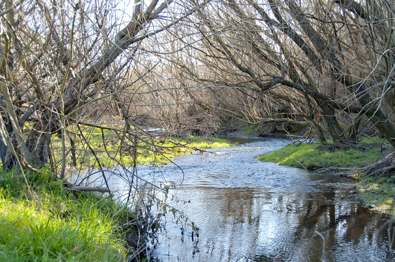 willows in winter over a stream